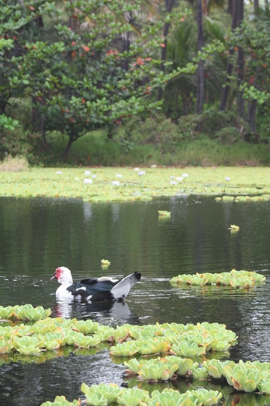 Bird and water lilies