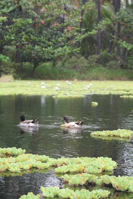 Ducks and water lilies