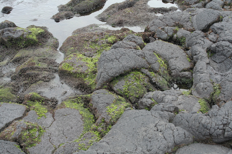Moss on lava