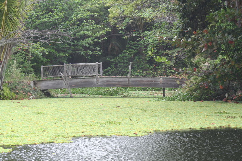 The little bridge crossing punaluu pond