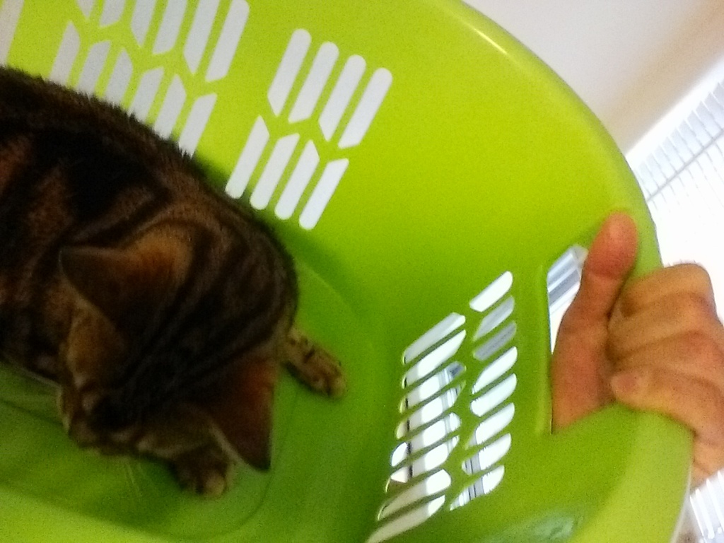 20140606 i just wanted to be in the hamper 20140820 1676136565