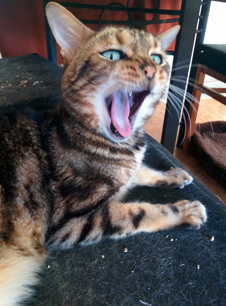 20140804 even a yawn can be a good sign 20140820 1899228087